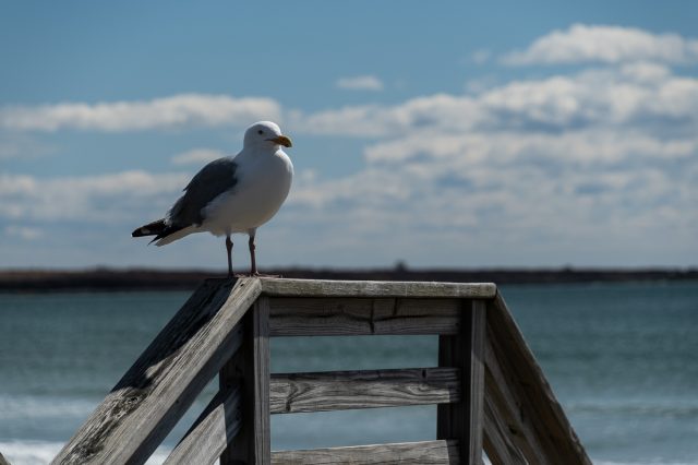 seagull