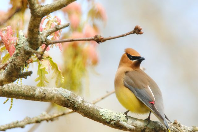 waxwing