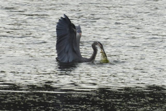 heron