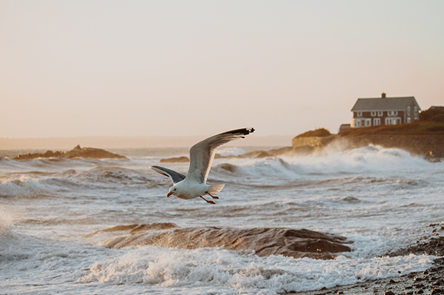 how to photograph birds