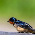 how to photograph birds