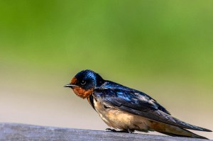 how to photograph birds