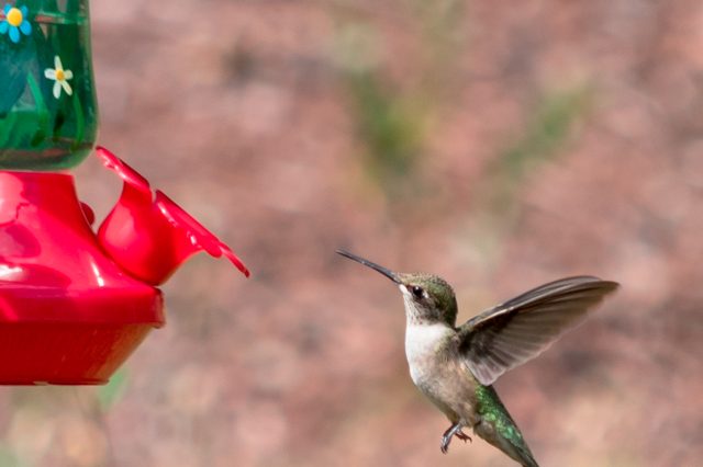 hummingbird