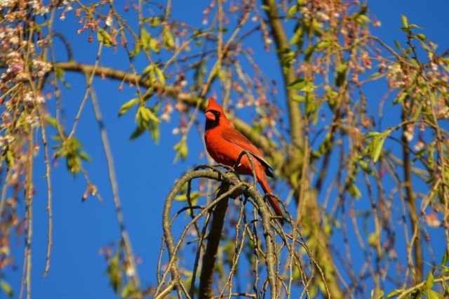 cardinal