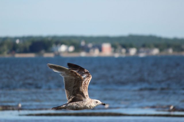 seagull