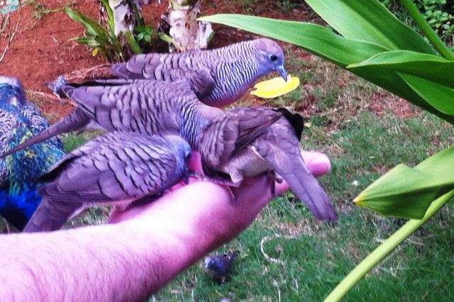 birds feeding