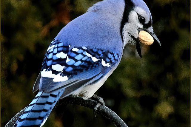 blue jay