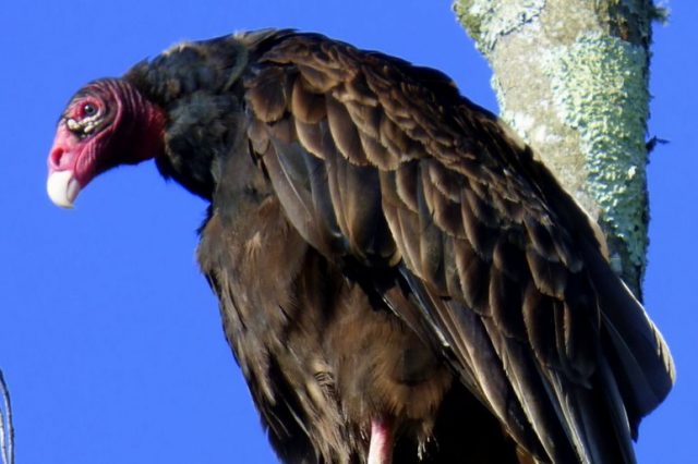 turkey vulture