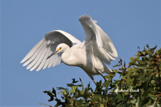 egret