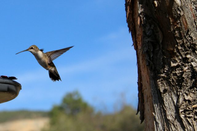 hummingbird