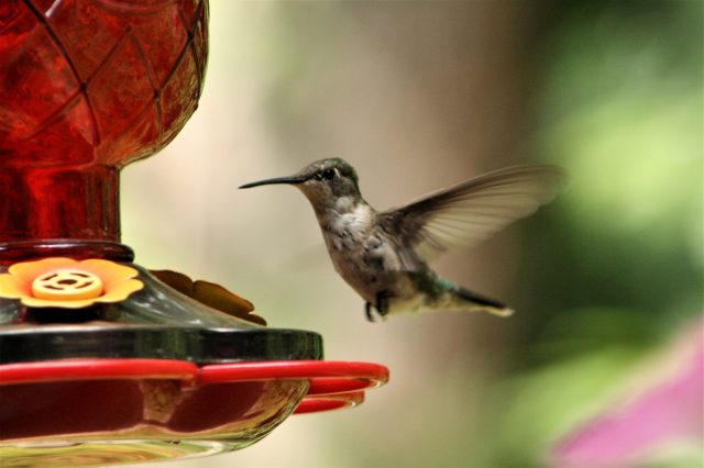 hummingbird