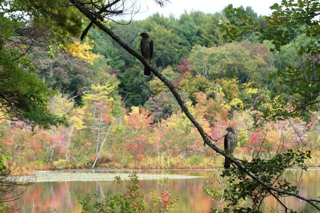 hawk in fall