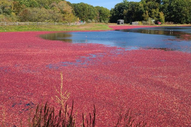 cranberry