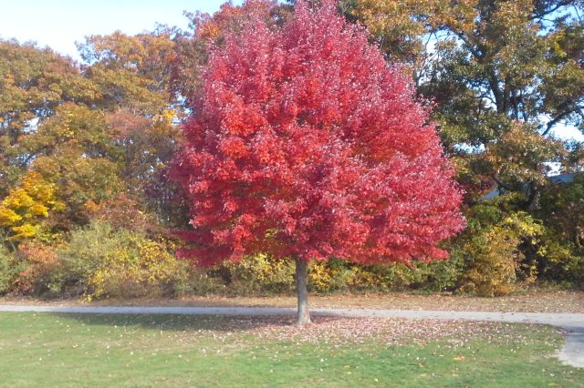 red tree