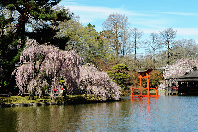 brooklyn botanic 