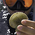 florida scallop