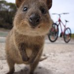 rottnest island quokka