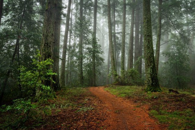 santa cruz forest