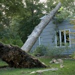 trees in storm