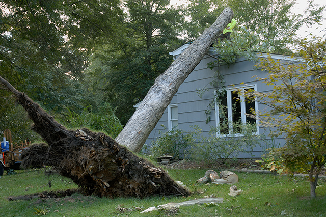 trees in storm