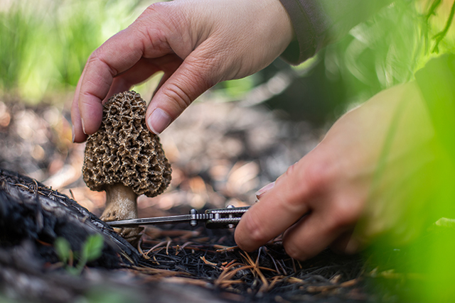 restaurant forager