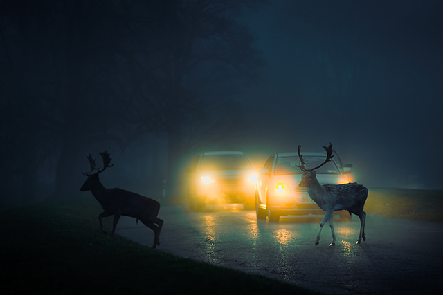 avoid deer collision