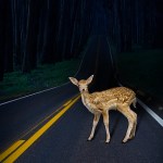 avoid deer collision