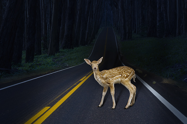 avoid deer collision