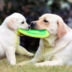 dogs playing