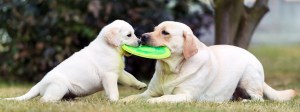 dogs playing