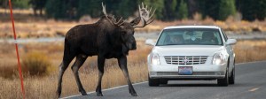 Wildlife Crossings in the US