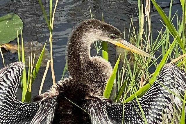 Black and white bird with yellow bill