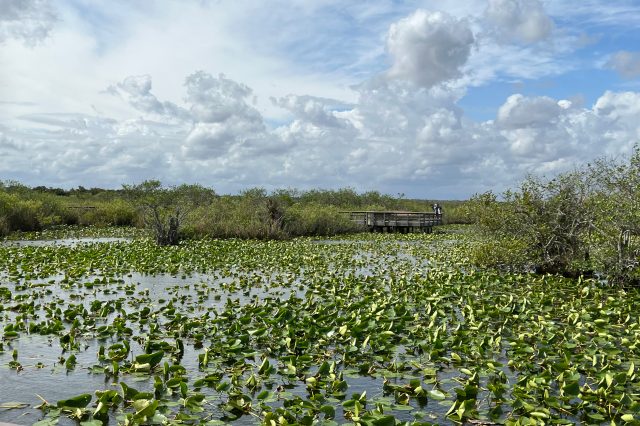 Pond full of lilypads with bridge in the distance