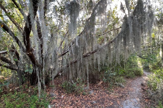 Hanging moss on trees