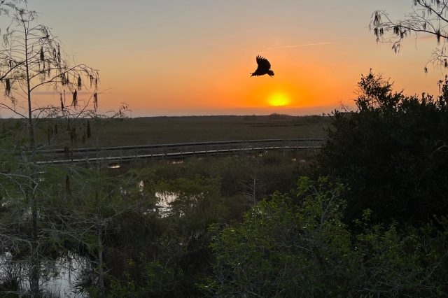 A bird shadowed by rising sun