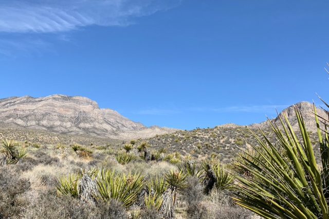 Palms and cactus on hilly landscape