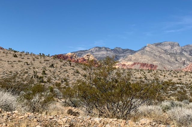 Green shrubs with red and gray hills in the distance