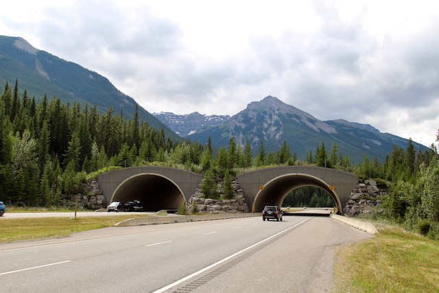 Wildlife Crossings in the US