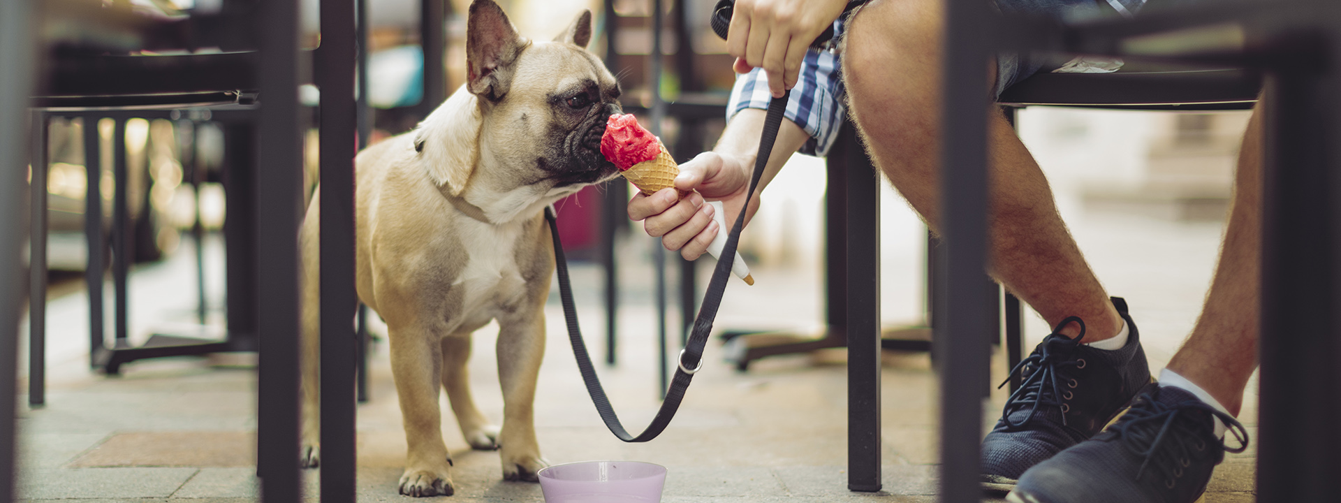 pet-friendly restaurants