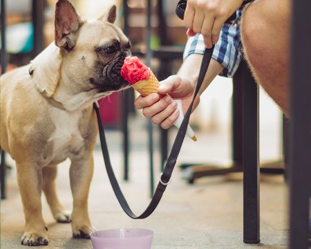 pet-friendly restaurants