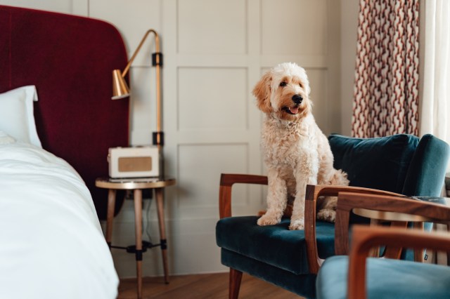 pet-friendly hotels