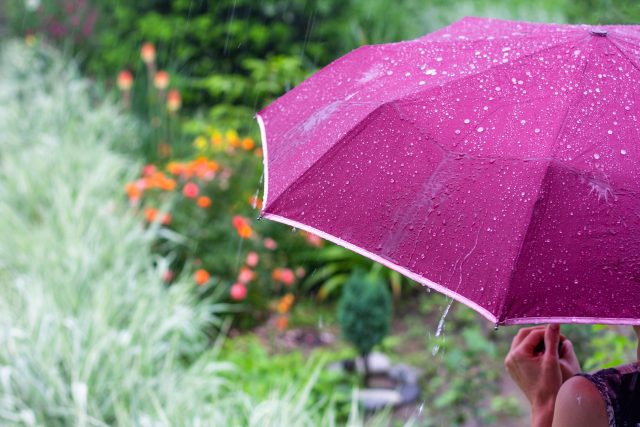 umbrella