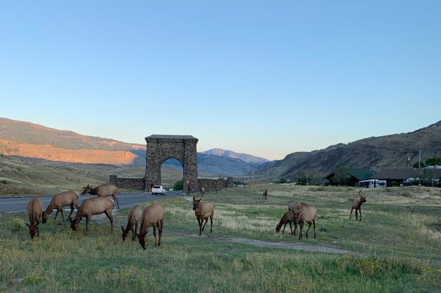 Elk feeding