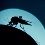 what keeps mosquitoes away