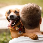 pet disaster preparedness