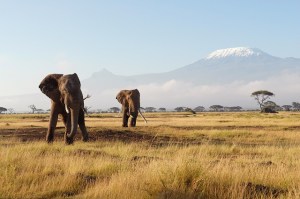 elephants