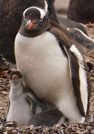 penguin