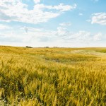 wheat field in Canada, road trip through canada