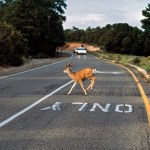 roadkill