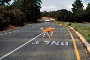 roadkill